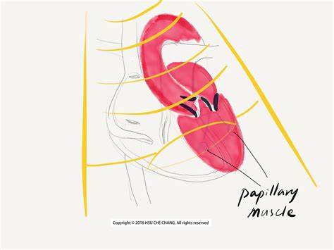 探頭圖|探頭使用手法介紹 – POCUS Academy